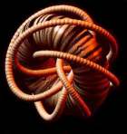 Mathematical Image